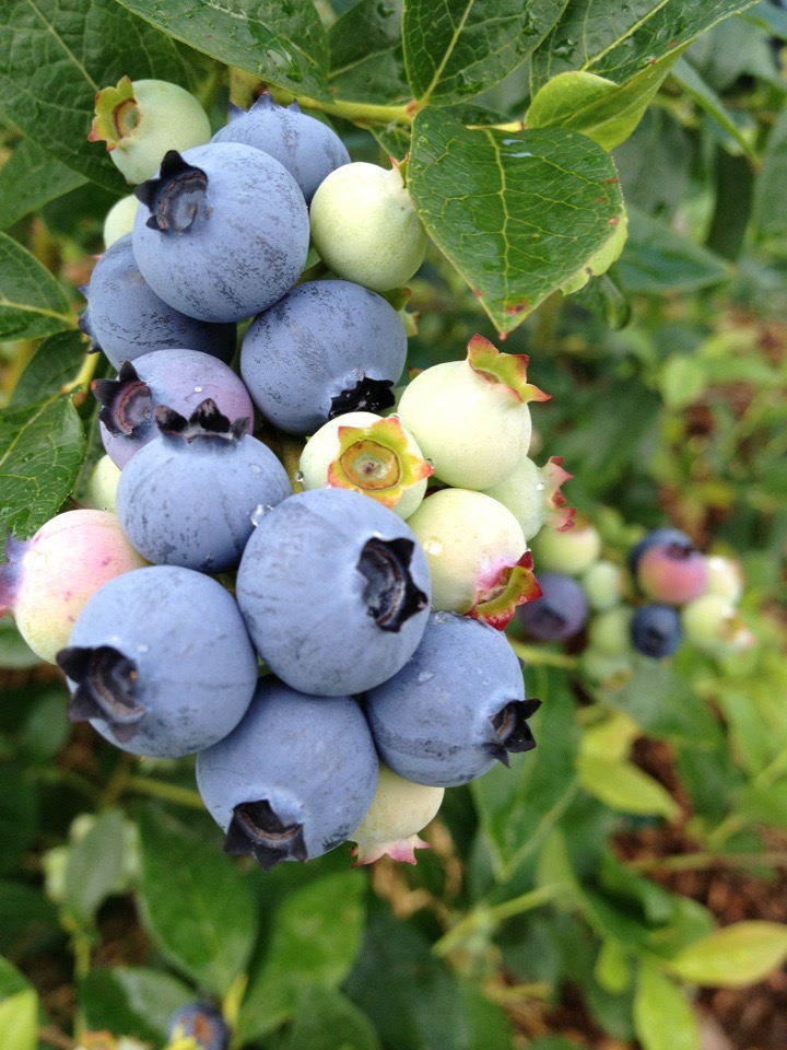 blueberries farm emily hill